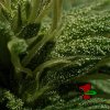 dankouver_27days-flowering_x15_2.jpg