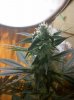 chemdawg2.jpg