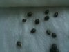 Lemon Skunk Germination 005.jpg