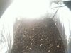 Lemon Skunk Germination 012.jpg