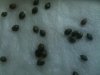 Lemon Skunk Germination 013.jpg