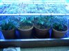 16 Apr new scrog 5.JPG