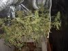 2010 grow #1 046.jpg