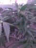 bud day 53 6.jpg