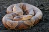 NorthernCopperhead_JW.jpg