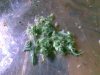 cut bud 55.jpg