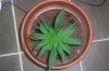 cfl1stgrow1 (2).jpg