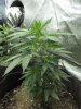 Jack Herer - 4 weeks.jpg