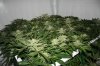 indica week five-a.jpg