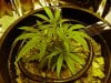 jabbadagriffen-albums-super-lemon-haze-grow-log-picture883954-day-6-closer-look.jpg