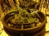 jabbadagriffen-albums-super-lemon-haze-grow-log-picture890715-day-8-growing-top-clipped.jpg