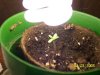 sprout box 004.jpg