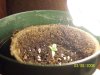 sprout box 007.jpg