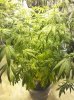 hashplant-kush-day12-pic2.jpg