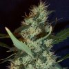 MFxSW (medium sativa pheno) 04.jpg