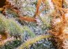 pk trichs3.jpg