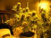 sativa and twelve twelve from seed 002.jpg