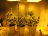 sativa and twelve twelve from seed 008.jpg