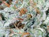 Organic LSD (Barney's Farms) - Funky Mountain Farms 3.2010 harvest.jpg