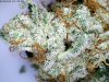 Organic Violator Kush (Barney's Farms) - Funky Mountain Farms 3.2010 harvest.jpg