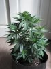 Jack Herer 4-30-2010.jpg