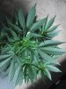 Jack Herer 4-30-2010 top.jpg