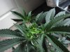 Chemdawg 4-30-2010 top.jpg