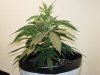 grow pics Two 002.jpg