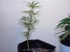 grow pics Two 003.jpg