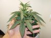 grow pics Two 006.jpg