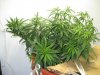 030908_new pot 4.JPG