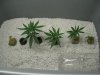 030908_clones week 1.JPG