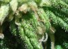 11-mar-2008-trichs-cloudy.jpg