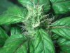 4 weeks Flower 025.jpg