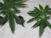 031108_clones that is showing roots.JPG