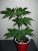 White Poison Clone in soil.jpg