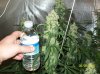 63 days of flowering 002 600x449.jpg