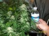 63 days of flowering 005 600x449.jpg