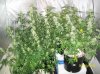 63 days of flowering 009 600x449.jpg