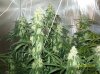 63 days of flowering 014 600x449.jpg