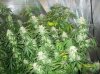 63 days of flowering 008 600x449.jpg