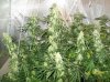 63 days of flowering 013 600x449.jpg