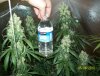 63 days of flowering 018 600x458.jpg