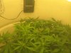 Day 8 of flowering 010.jpg