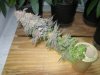 Purple Kush diff plant.JPG