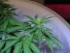 Day 11 of flowering 003.jpg