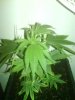 strawberry cough no2 at 7 weeks.jpg