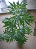 potpics061-1.jpg