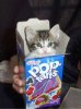 kitty_pop_tarts.jpg