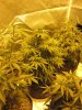 Jack Herer 5-15-2010.jpg